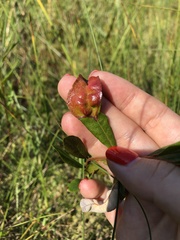 Exobasidium cassandrae