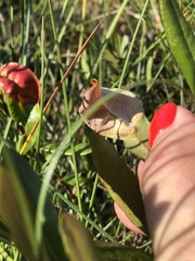 Exobasidium cassandrae