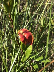 Exobasidium cassandrae
