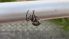 Araneus ventricosus