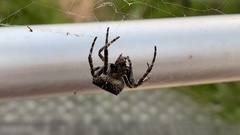 Araneus ventricosus