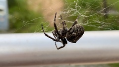 Araneus ventricosus
