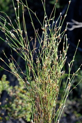 Restio longiaristatus