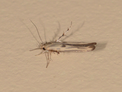 Stathmopoda hyposcia