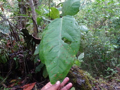 Coccoloba acapulcensis