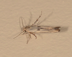 Stathmopoda hyposcia