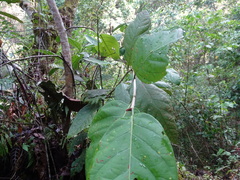 Coccoloba acapulcensis