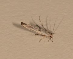 Stathmopoda hyposcia