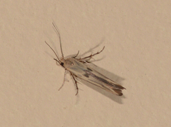Stathmopoda hyposcia