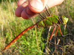 Anax longipes