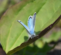 Polyommatus kamtshadalis