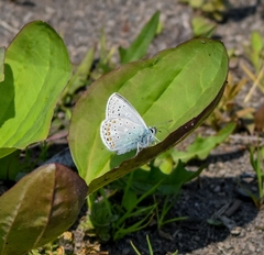 Polyommatus kamtshadalis