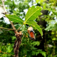 Danaus chrysippus