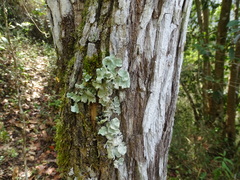 Diphysa carthagenensis