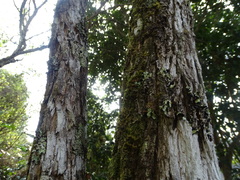 Diphysa carthagenensis