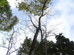 Diphysa carthagenensis