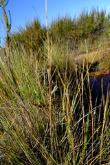 Andropogon appendiculatus