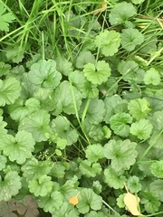 Glechoma hederacea