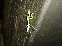 Hierodula transcaucasica