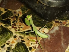 Hierodula transcaucasica