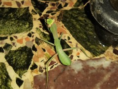 Hierodula transcaucasica