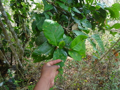 Coccoloba acapulcensis