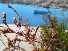 Limonium ramosissimum