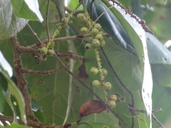 Coccoloba acapulcensis