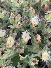 Mesembryanthemum crystallinum