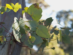 Eucalyptus leucoxylon connata