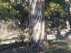 Eucalyptus leucoxylon connata