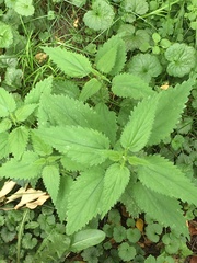 Urtica dioica