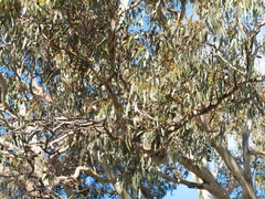 Eucalyptus leucoxylon connata