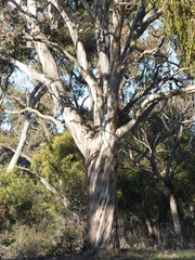 Eucalyptus leucoxylon connata