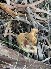 Cortinarius phalarus