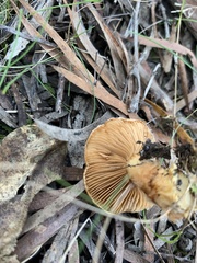 Cortinarius phalarus