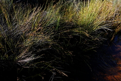 Platycaulos compressus