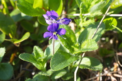 Veronica grandiflora