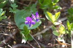 Veronica grandiflora
