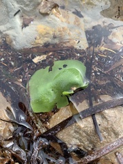 Dictyosphaeria sericea