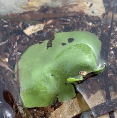 Dictyosphaeria sericea