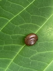 Aegista
