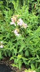Saponaria officinalis