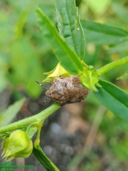 Hotea curculionoides