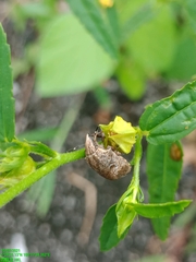 Hotea curculionoides