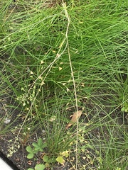 Capsella bursa-pastoris