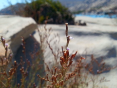 Limonium ramosissimum