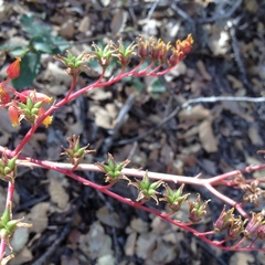 Echeveria agavoides