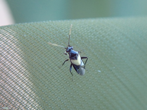 Auchenocrepis minutissima