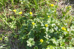 Trollius riederianus